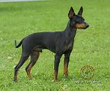 English Toy Terrier 9R095D-062